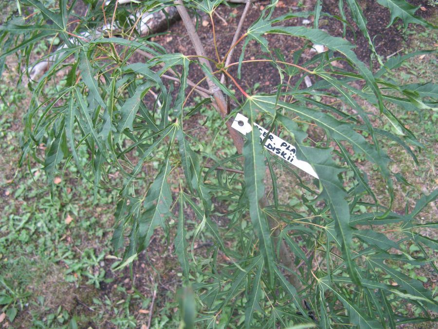Клен остролистный (Acer platanoides) ‘Paldiski’